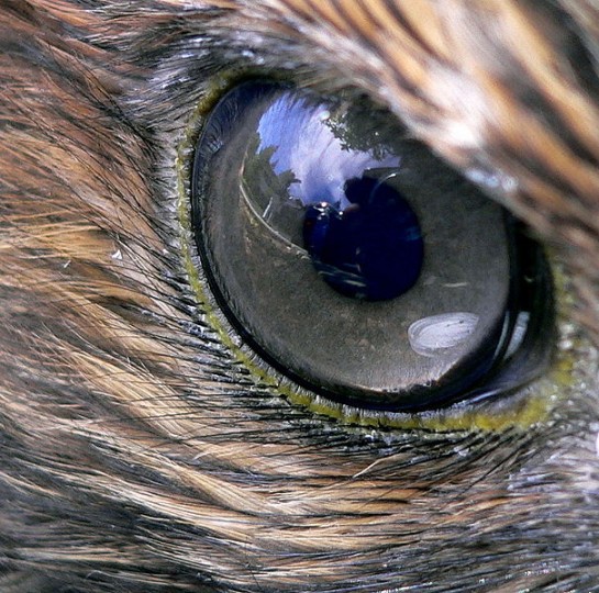 Hawk_eye